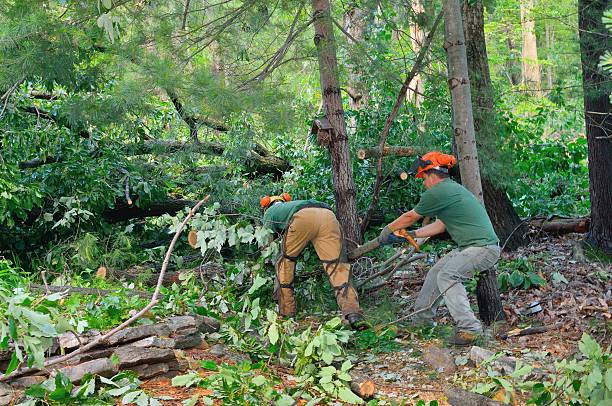 Best Tree Removal Cost  in Isla Vista, CA